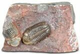 Prone Austerops Trilobite Fossil - Jorf, Morocco #363127-2